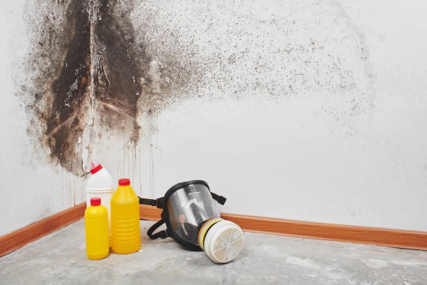 Best Emergency Mold Remediation in Scottdale, GA