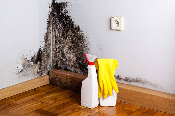 Best HVAC Mold Remediation in Scottdale, GA