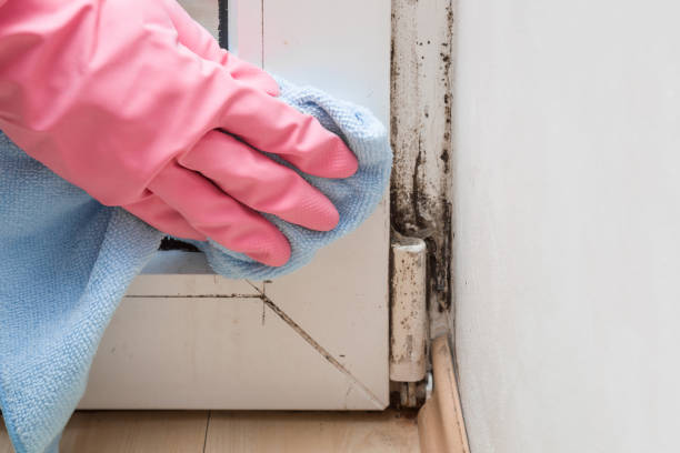 Best Post-Flood Mold Remediation in Scottdale, GA